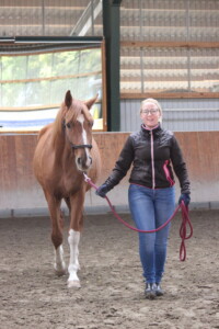 Frau führt junges Pferd