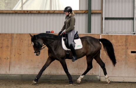 Frau reitet junges Pferd