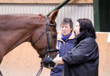 Frau hält Pferd an Trense