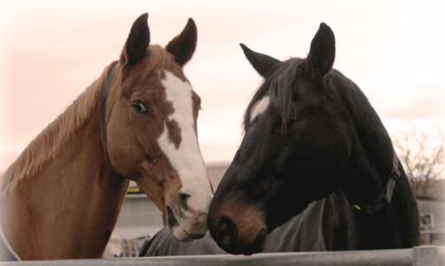 Pferde berühren sich an Nase