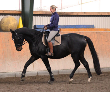 Pferd und Reiter im Trab