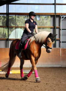 Reiterin auf Haflinger